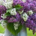 7HHCJY