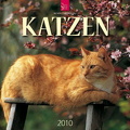 Katzen_2010_Stuertz